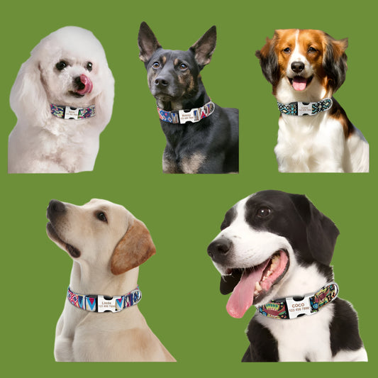 Collier Chien Personnalisé