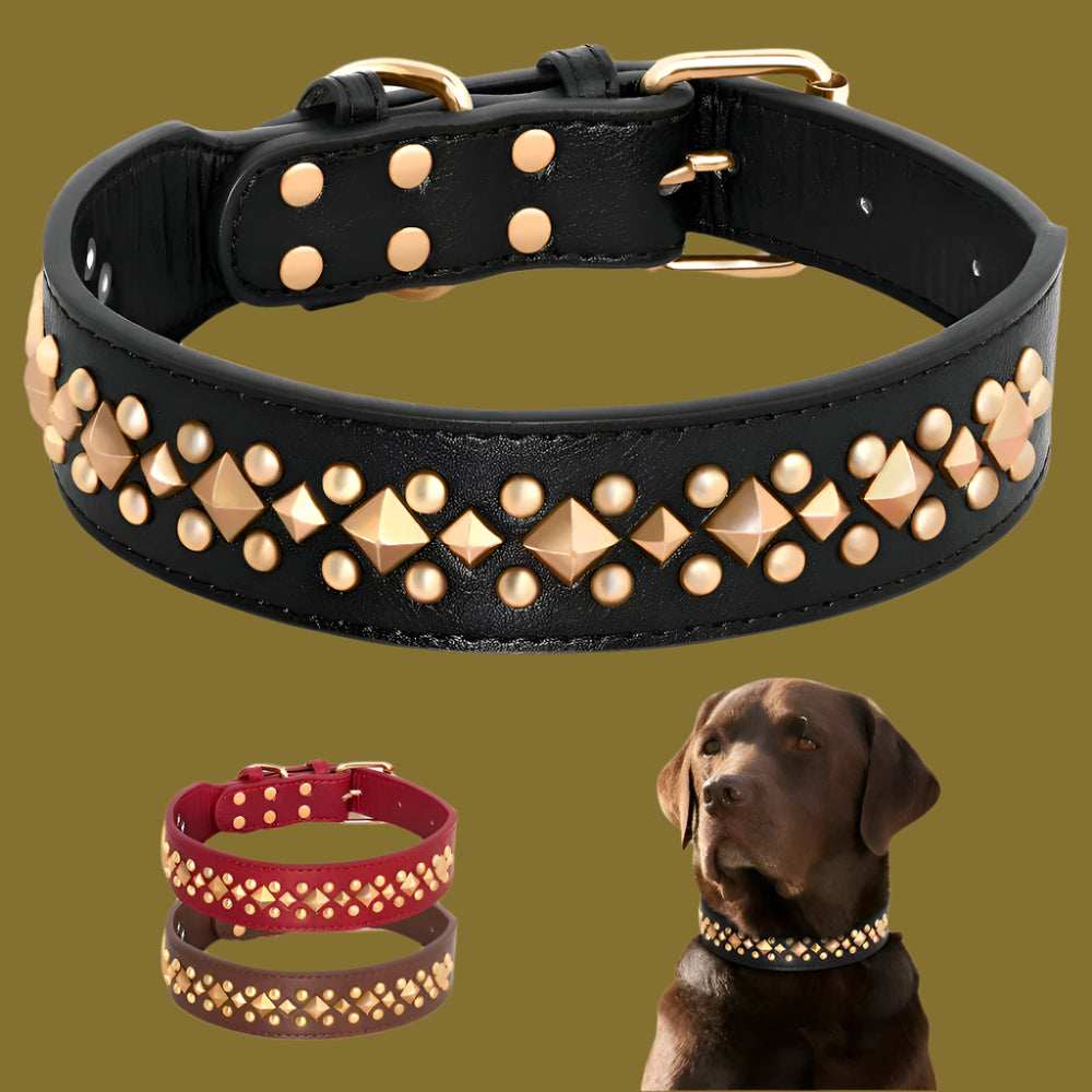 Collier Chien
