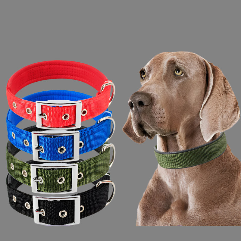 Collier Chien