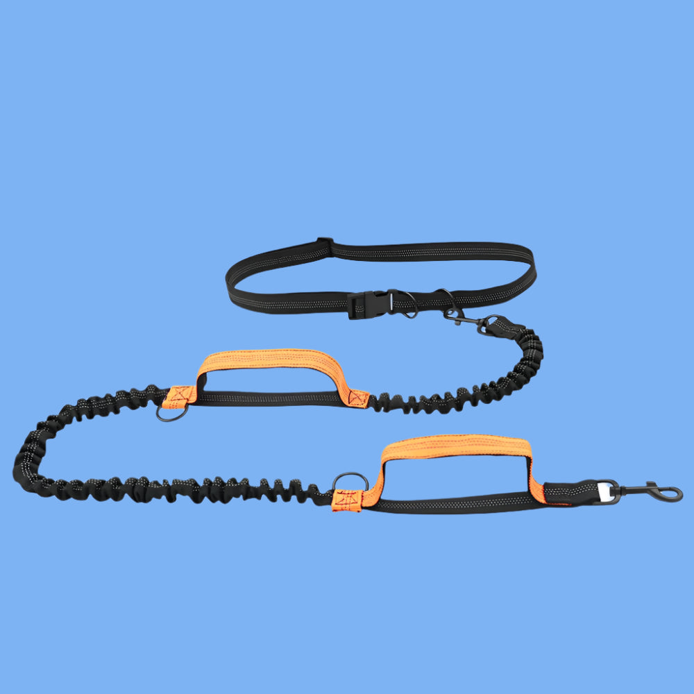 Ceinture de Footing avec Laisse Amortie™ - Universdeschiens