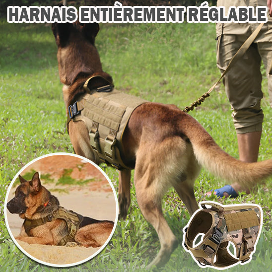Harnais pour Chien