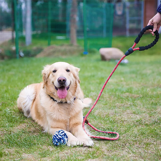 heureux compagnon avec laisse pour chien lumiTrek