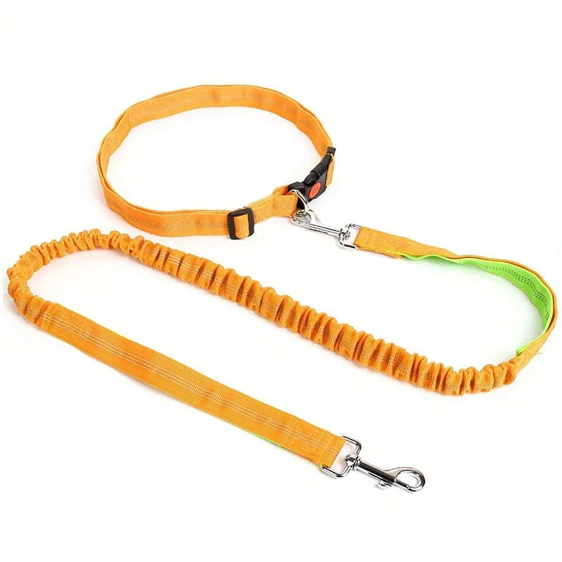 laisse chien orange vert