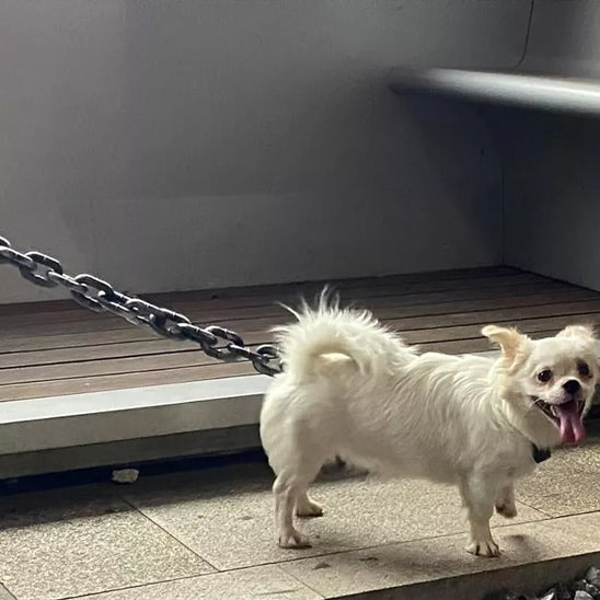 notre caniche-en-balade-avec-laisse-de-chien